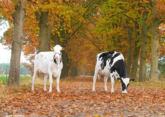 (L) Zandenburg Rocky Ebony 2 (R) Zandenburg Rocky Ebony 1 (1e kalfs) eig.: Sommers Melkveehouderij VOF, Elsendorp (L) Zandenburg Rocky Ebony 2 (R) Zandenburg Rocky Ebony 1 (1e kalfs) eig.: Sommers Melkveehouderij VOF, Elsendorp