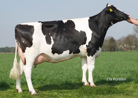 Delta Margje (grootmoeder Magister) eig.: Mts v Middelaar, Sterksel Delta Margje (grootmoeder Magister) eig.: Mts v Middelaar, Sterksel