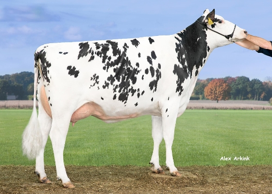 De Rith Glenda 13, eig.: Mts. van Beek-Peeters, Breda De Rith Glenda 13, eig.: Mts. van Beek-Peeters, Breda
