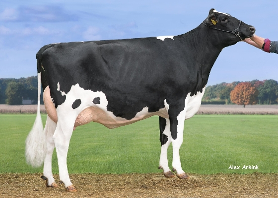 Geke 247, eig.: Melkveehouderij van Wezel-Botermans, Rucphen Geke 247, eig.: Melkveehouderij van Wezel-Botermans, Rucphen