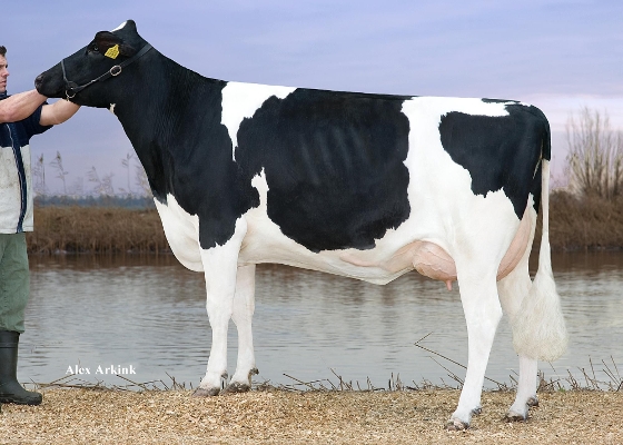 Double W Ms Ricky (overgrootmoeder Rodeo) eig.: VOF Booij-Ottens, Benneveld Double W Ms Ricky (overgrootmoeder Rodeo) eig.: VOF Booij-Ottens, Benneveld