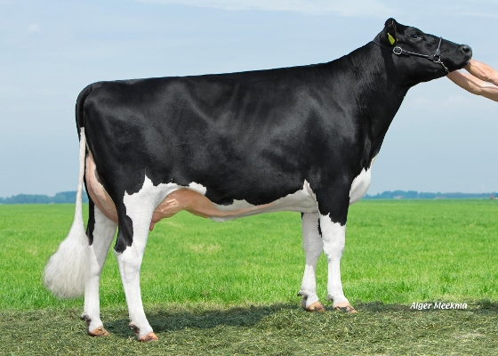 Midwolder Marjon 85, eig.: Midwolder Melkvee, Midwolda Midwolder Marjon 85, eig.: Midwolder Melkvee, Midwolda
