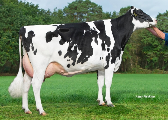 Zandenburg Rocky Ebony 1 ( 2e kalfs) eig.: Sommers Melkveehouderij VOF, Elsendorp Zandenburg Rocky Ebony 1 ( 2e kalfs) eig.: Sommers Melkveehouderij VOF, Elsendorp