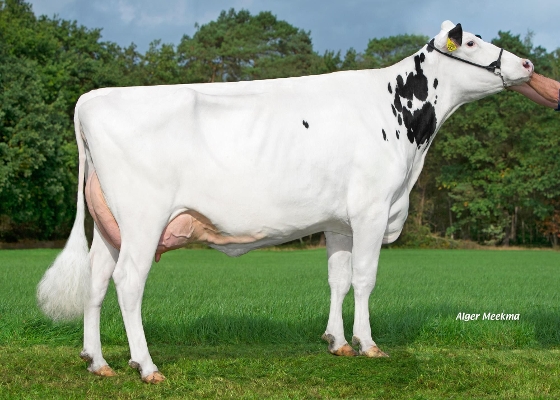 Zandenburg Rocky Ebony 2 (2e kalfs) eig.: Sommers Melkveehouderij VOF, Elsendorp Zandenburg Rocky Ebony 2 (2e kalfs) eig.: Sommers Melkveehouderij VOF, Elsendorp