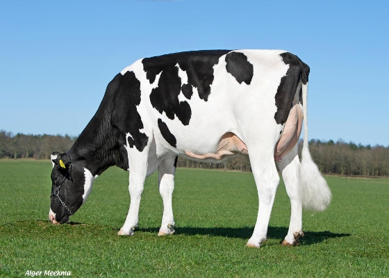 Sterksel Delta Magis RF ( volle zus Magister ) eig.: Mts. van Middelaar, Sterksel Sterksel Delta Magis RF ( volle zus Magister ) eig.: Mts. van Middelaar, Sterksel