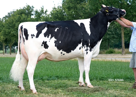 Delta Jarmila ( overgrootmoeder Jacuzzi-Red)  eig.: Barendonk Holsteins Vof, Beers Nb