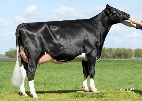 Bentehoek Leanne 7, eig.: Gebr. Vroege, Dalen Bentehoek Leanne 7, eig.: Gebr. Vroege, Dalen