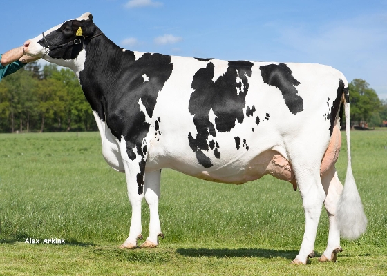 Stillewagt Fidder 59 (2e kalfs) eig.: Melkveebedrijf van der Kolk, Dalfsen Stillewagt Fidder 59 (2e kalfs) eig.: Melkveebedrijf van der Kolk, Dalfsen
