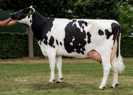 Horst Ida 60 (3e kalfs) eig.: VOF Melkveebedrijf Nillesen, Groesbeek Horst Ida 60 (3e kalfs) eig.: VOF Melkveebedrijf Nillesen, Groesbeek