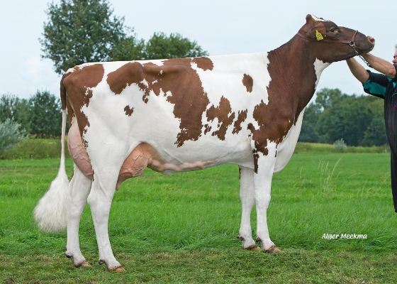 Delta Pitra ( 2e kalfs) Eig: Peeters Groep Lv, Geel (Belgie) Delta Pitra ( 2e kalfs) Eig: Peeters Groep Lv, Geel (Belgie)