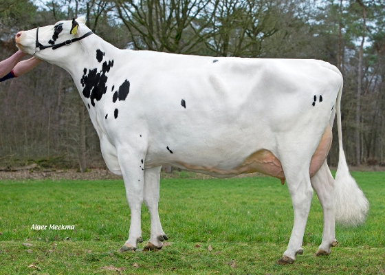 Zandenburg Rocky Ebony 2 (3e kalfs) eig.: Sommers Melkveehouderij VOF, Elsendorp Zandenburg Rocky Ebony 2 (3e kalfs) eig.: Sommers Melkveehouderij VOF, Elsendorp