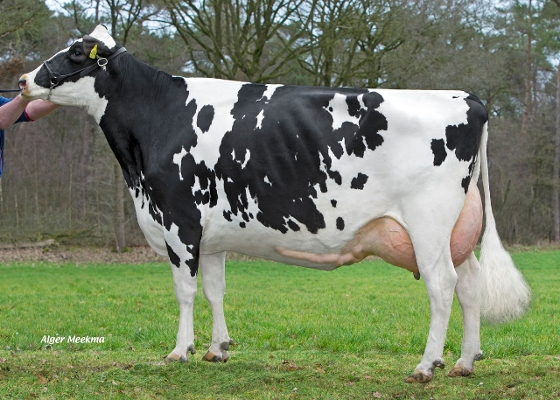 Zandenburg Rocky Ebony 1 ( 3e kalfs) eig.: Sommers Melkveehouderij VOF, Elsendorp Zandenburg Rocky Ebony 1 ( 3e kalfs) eig.: Sommers Melkveehouderij VOF, Elsendorp