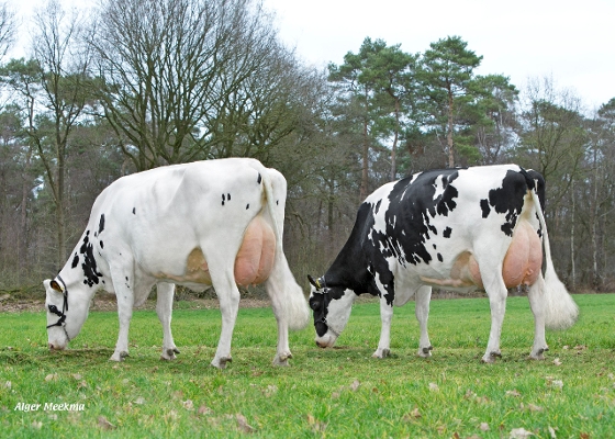 (L) Zandenburg Rocky Ebony 2 (R) Zandenburg Rocky Ebony 1( 3e kalfs) eig.: Sommers Melkveehouderij VOF, Elsendorp (L) Zandenburg Rocky Ebony 2 (R) Zandenburg Rocky Ebony 1( 3e kalfs) eig.: Sommers Melkveehouderij VOF, Elsendorp