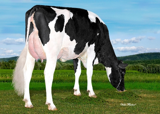 Blondin Hotline Capri
s. Peak Hotline
Owner: Ferme Blondin, Québec, Canada Blondin Hotline Capri
s. Peak Hotline
Owner: Ferme Blondin, Québec, Canada