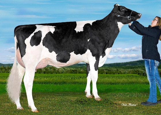 Blondin Hotline Capri
s. Peak Hotline
Owner: Ferme Blondin, Québec, Canada Blondin Hotline Capri
s. Peak Hotline
Owner: Ferme Blondin, Québec, Canada