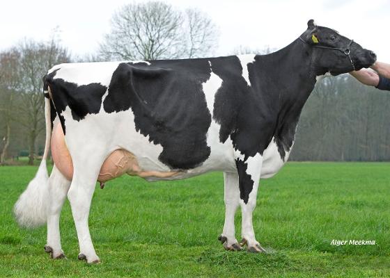 Weinterper Ieke 894 (3e kalfs) eig.: W.C. Faber, Wynjewoude Weinterper Ieke 894 (3e kalfs) eig.: W.C. Faber, Wynjewoude