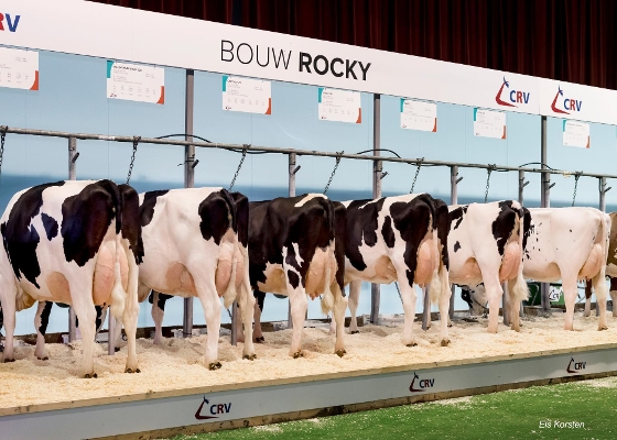 Bouw Rocky ( NRM 2019) Bouw Rocky ( NRM 2019)