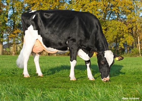 Bouw Goli Flower ( moeder Rocky, 4e kalfs) eig.: Telgter Holsteins, Ermelo Bouw Goli Flower ( moeder Rocky, 4e kalfs) eig.: Telgter Holsteins, Ermelo
