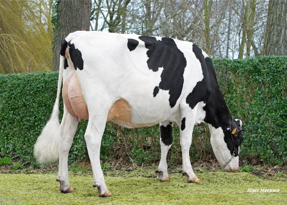 Dukefarm Hot Liese BE 313990457
V: Hotline
Eig: H. d'Hauwe, St-Lievens-Houtem (Belgie) Dukefarm Hot Liese BE 313990457
V: Hotline
Eig: H. d'Hauwe, St-Lievens-Houtem (Belgie)
