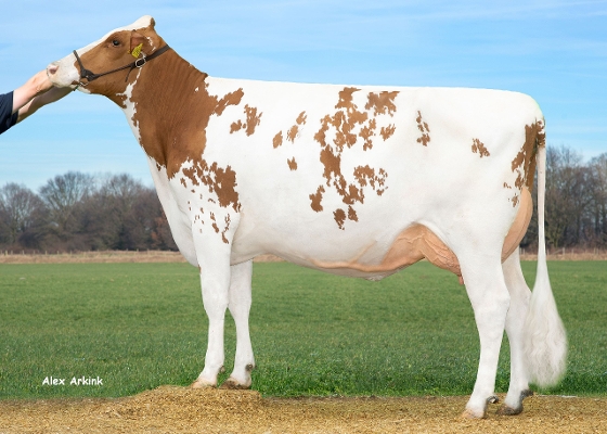 Delta Prisca   Eig: Barendonk Holsteins VOF, Beers Nb