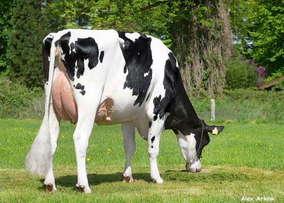 Gerda 97 (Hotline dtr. Holland_scenic) Gerda 97 (Hotline dtr. Holland_scenic)
