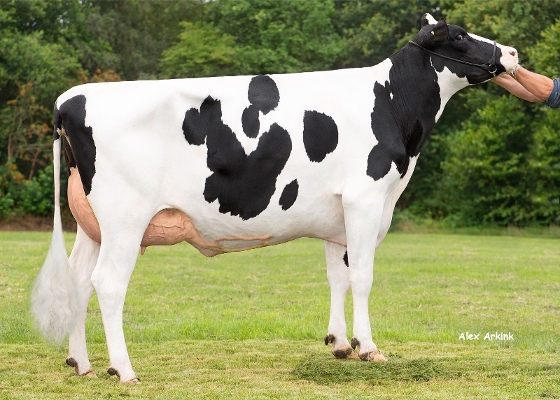 Delta Nisha, eig.: Melkveehouderij Van Gastel, Nispen Delta Nisha, eig.: Melkveehouderij Van Gastel, Nispen