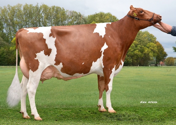 De Steeg Pietar 1 P (3e kalfs) eig: H van de Westeringh, Heteren De Steeg Pietar 1 P (3e kalfs) eig: H van de Westeringh, Heteren