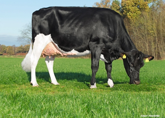 Kittie 108 (3e kalfs) eig.: Sijben-Lijten VOF, Neerkant Kittie 108 (3e kalfs) eig.: Sijben-Lijten VOF, Neerkant