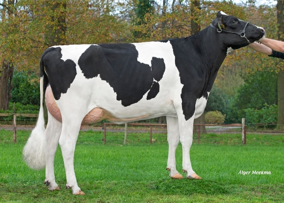 Cristy 3  (s. Rodeo) owner: H.J.A. Voskuilen, Hoogland