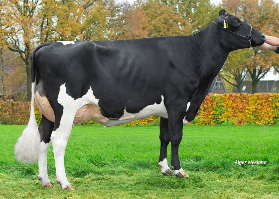 Delta Flirt, eig.: K.A.F.M. & L.P.J. Nooijen-Maas, Coevorden Delta Flirt, eig.: K.A.F.M. & L.P.J. Nooijen-Maas, Coevorden