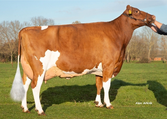 Delta Jill (3e kalfs) eig.: De Cock LV, Sint-Laureins (B) Delta Jill (3e kalfs) eig.: De Cock LV, Sint-Laureins (B)