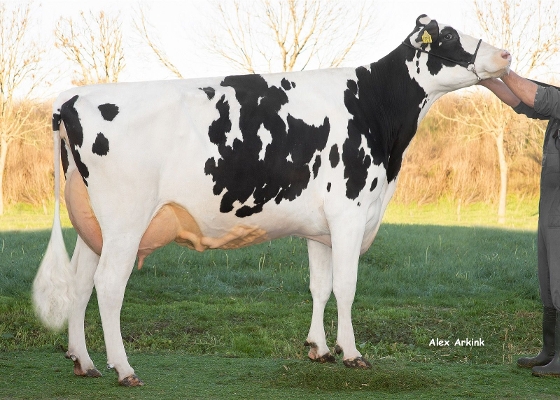 Delta Rolande (2dn calver, s. Finder) owner: De Cock LV, Sint-Laureins (B)