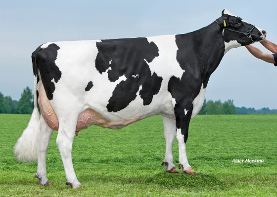 Double W Ricky 8 ( moeder Rodeo, 3e kalfs) eig.: VOF Booij-Ottens, Benneveld Double W Ricky 8 ( moeder Rodeo, 3e kalfs) eig.: VOF Booij-Ottens, Benneveld