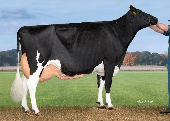 Hedra Jessi 624 (volle zus Jupiler, 3e kalfs) eig.: A.J.E. Vernooij, Schalkwijk Hedra Jessi 624 (volle zus Jupiler, 3e kalfs) eig.: A.J.E. Vernooij, Schalkwijk