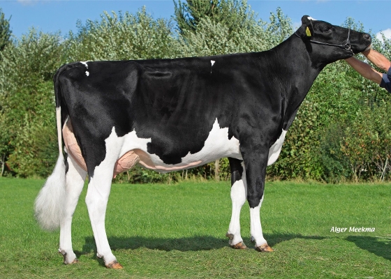Delta Marga, eig.: Midwolder Melkvee, Midwolda Delta Marga, eig.: Midwolder Melkvee, Midwolda