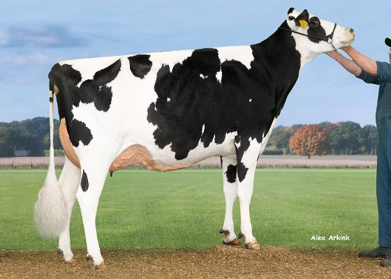 Hedra Remarlinda 810 (s.Finder, 2dn calver) owner: A J E Vernooij, Schalkwijk