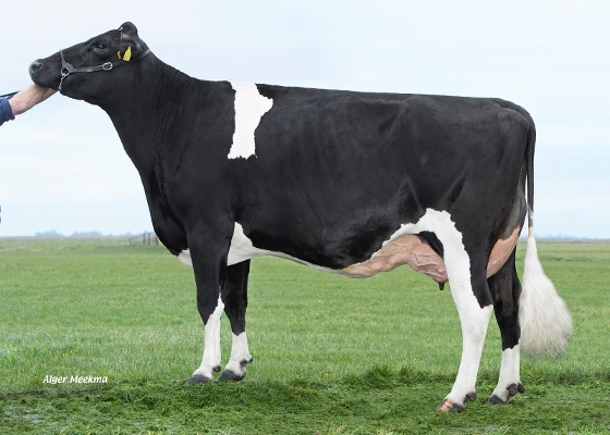 Caudumer Lol 342 ( 3e kalfs) eig.: Mts. S.H. & T. Haytema-de Groot, Koudum Caudumer Lol 342 ( 3e kalfs) eig.: Mts. S.H. & T. Haytema-de Groot, Koudum
