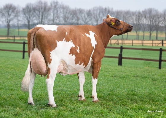 Justine (3e kalfs) eig.: Mts Jessen–Spätjens, Einighausen Justine (3e kalfs) eig.: Mts Jessen–Spätjens, Einighausen