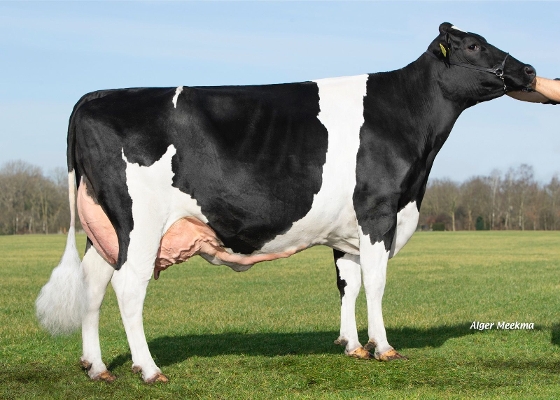 Double W Eunique 115 ( 3e kalfs) eig.: VOF Booij-Ottens, Benneveld Double W Eunique 115 ( 3e kalfs) eig.: VOF Booij-Ottens, Benneveld