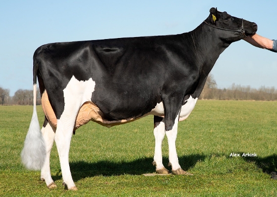 Barendonk Paulina 257 (2e kalfs) eig.: Barendonk Holsteins VOF, Beers Nb