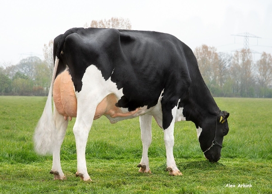 Retraitehoeve Happy Roosje 1 (s.Jupiler, 2nd calver) owner: VOF Willemse-Meulepas, Beers