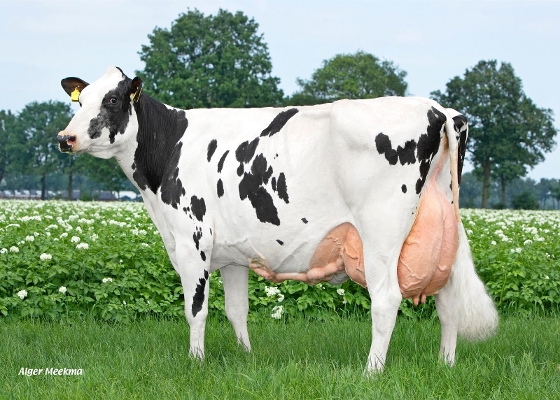 Peeldijker Liesje 992 (overgrootmoeder Limbic) eig.: Priems VOF, De Mortel  100.000 kg melk