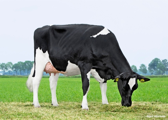 Tonnie 168,  eig.: Partners 4 Milk, De Rips