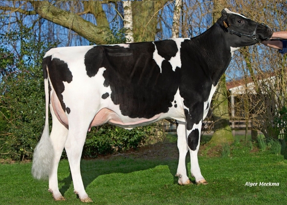 Roccafarm Beacon Chrissy (overgrootmoeder Powerlift RF) Opname: Drakkar Holsteins, Gonneville sur Honfleur (Fr.)