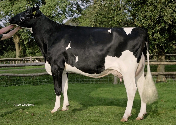Bouw Goldwyn Femmy, grootmoeder van Rocky Bouw Goldwyn Femmy, grootmoeder van Rocky