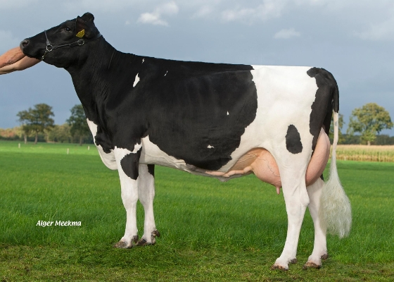 Roosje 178 (2nd calver) owner: Mts. L. & R. Hof-Dekker, Balkbrug