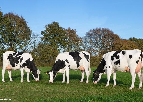 3 G-Force daughters in the herd of  J.H.M. Manders VOF, Milheeze