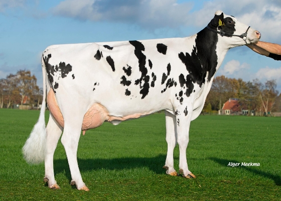 De Pettershoeve Leida 464, 2nd calver,  Owner: Mts. HKG & AG Petter-Aufderhaar, Ommen