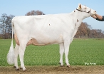 Delta Mia (moeder Multiplan)  eig: Barendonk Holsteins Vof, Beers
