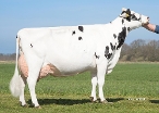 Barendonk Nellij 106  (3e kalfs)   eig.: Barendonk Holsteins VOF, Beers Nb